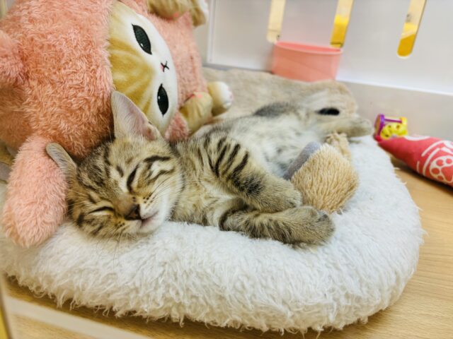 マンチカン