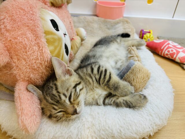 マンチカン