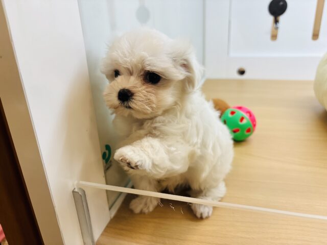 マルチーズ