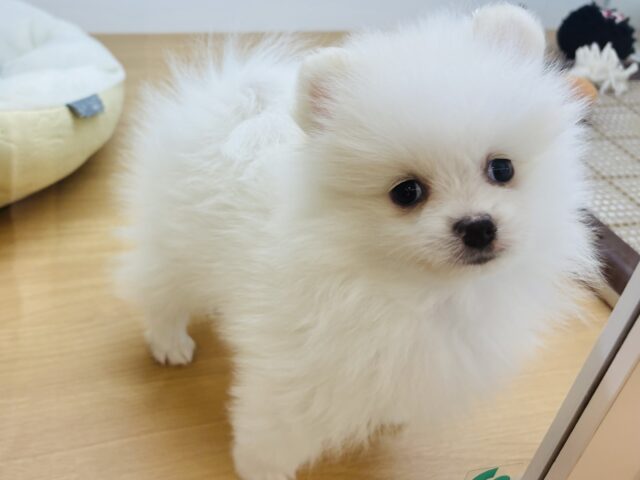 ポメラニアン