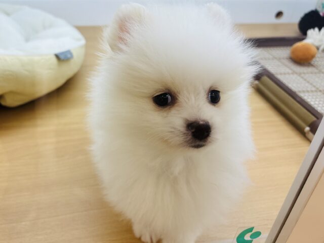 ポメラニアン