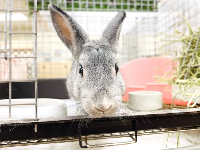 ミニウサギ