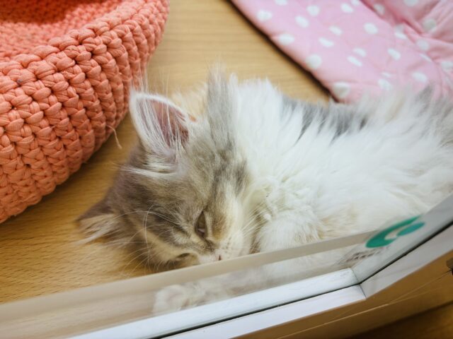 ミヌエット