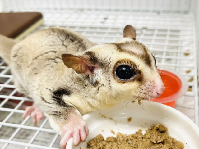 フクロモモンガ