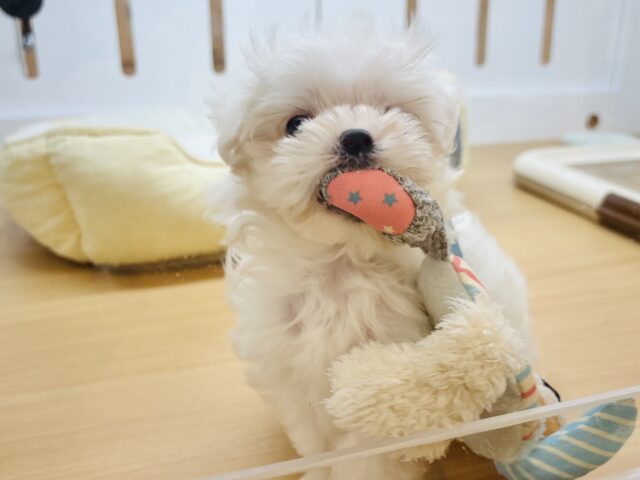 マルチーズ