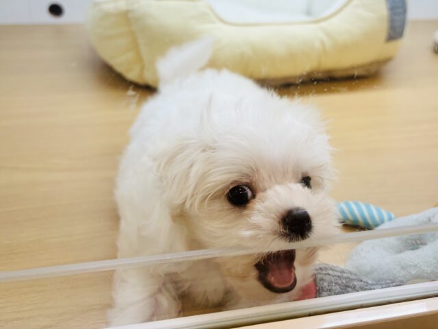 マルチーズ