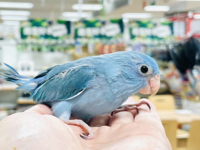 マメルリハ