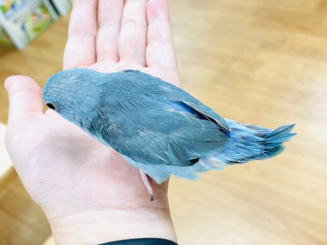 マメルリハ
