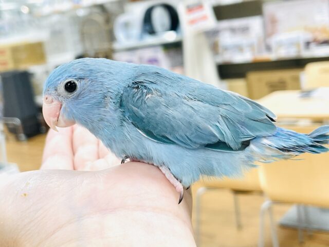 マメルリハ