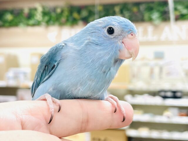 マメルリハ