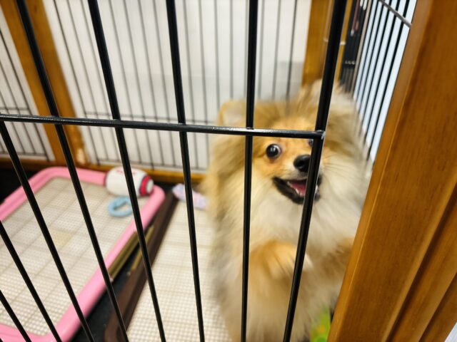 ポメラニアン