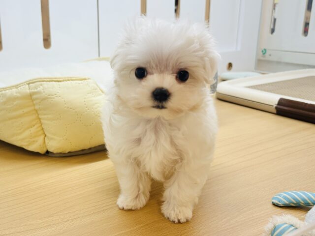 マルチーズ