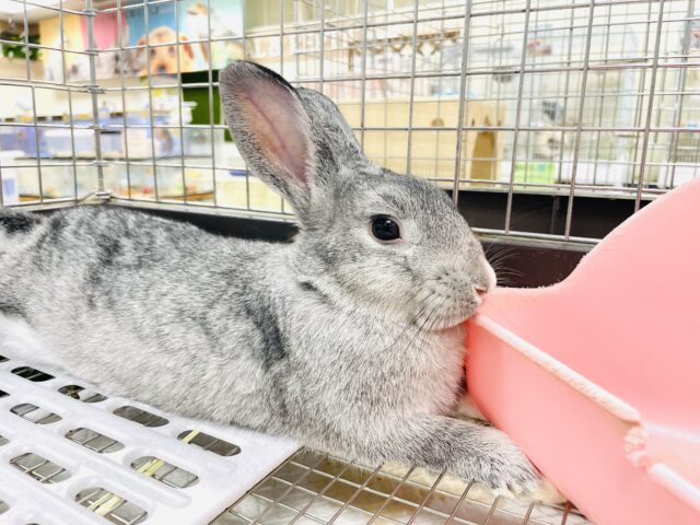 ミニウサギ