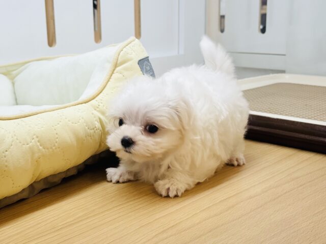 マルチーズ