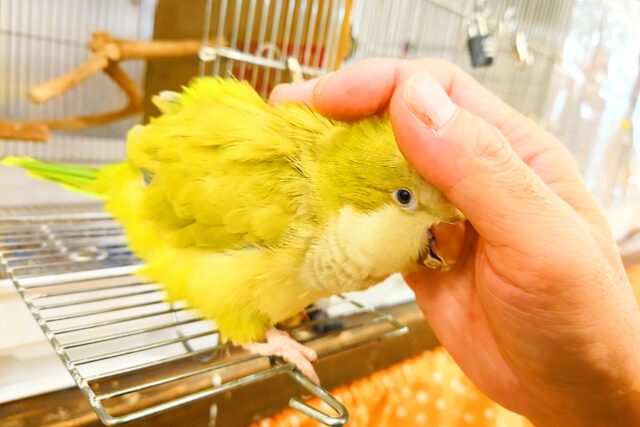 説明画像です