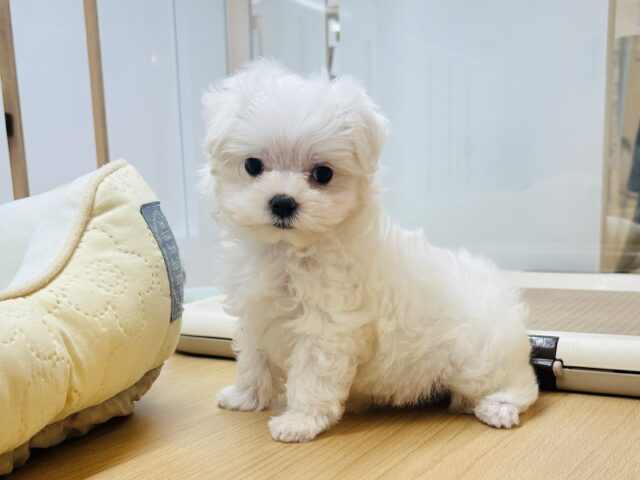 マルチーズ