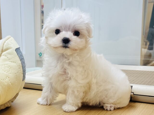 マルチーズ