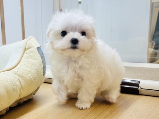 マルチーズ