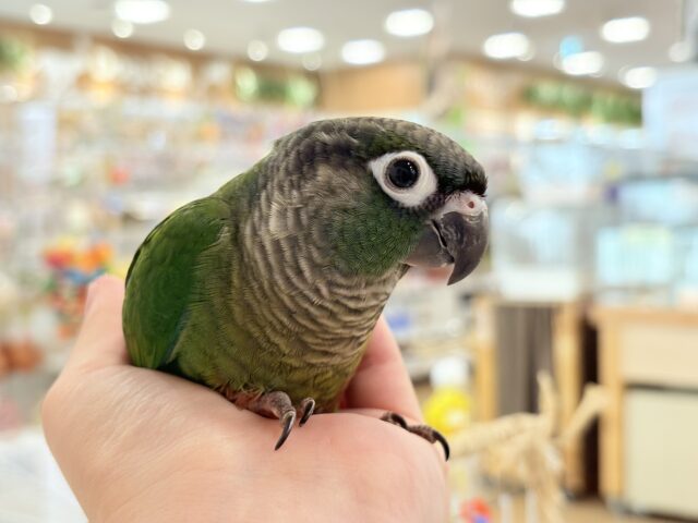 説明画像です