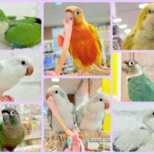 🦜チームおしゃべりインコフェア〜🪇❤️‍🔥