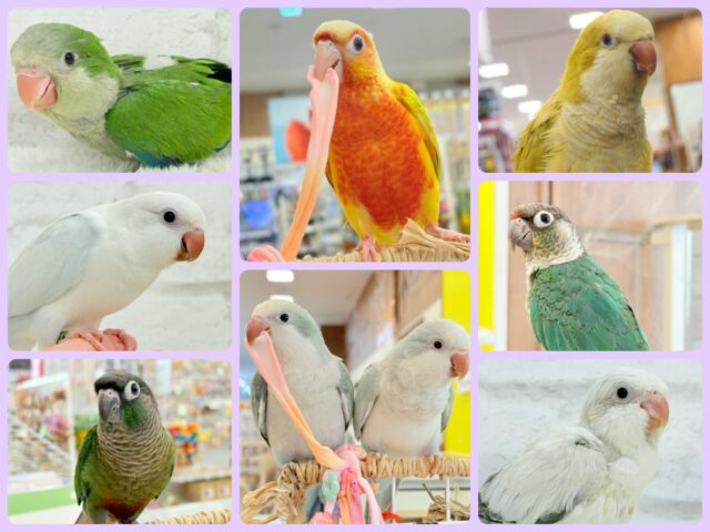 🦜チームおしゃべりインコフェア〜🪇❤️‍🔥