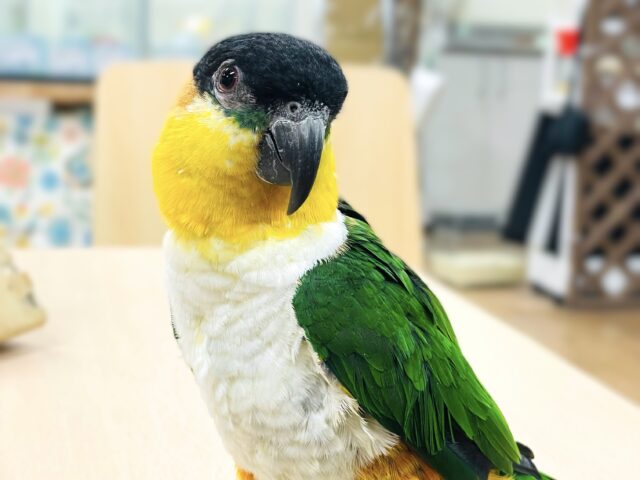 【最新動画】黒い頭が魅力的な元気っ子💕ズグロシロハラインコ（男の子）