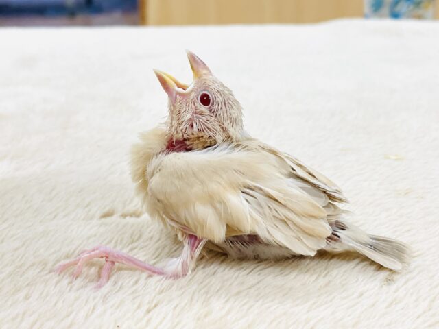 シナモン文鳥