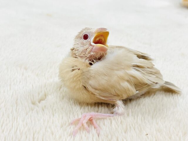 シナモン文鳥