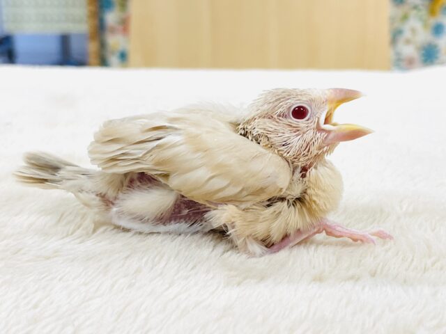シナモン文鳥