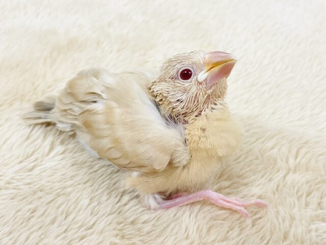 シナモン文鳥