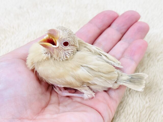 シナモン文鳥