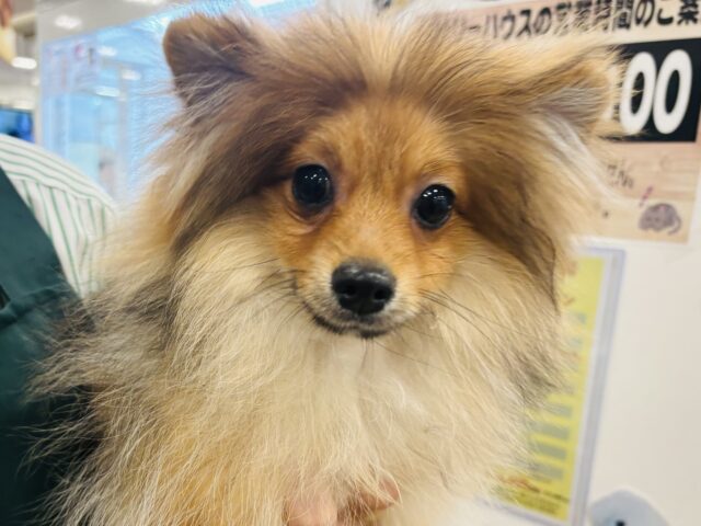 ポメラニアン