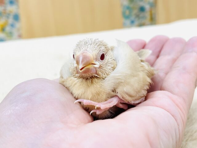 シナモン文鳥