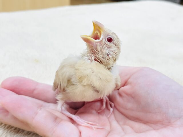 シナモン文鳥