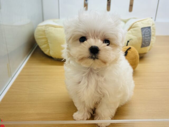 マルチーズ
