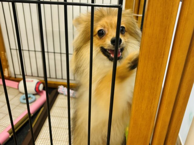 ポメラニアン