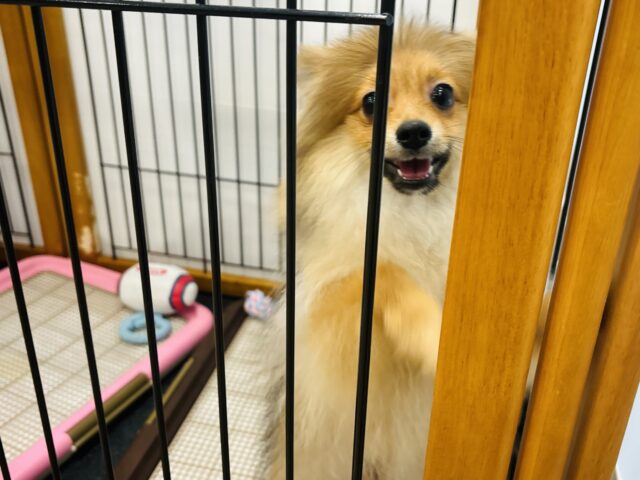 ポメラニアン