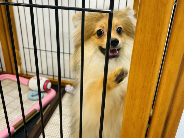 ポメラニアン