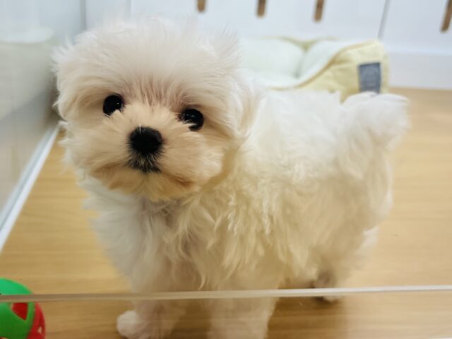 マルチーズ
