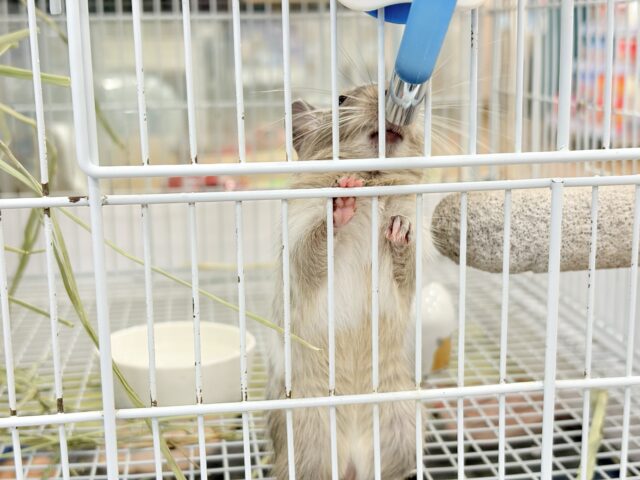 デグー