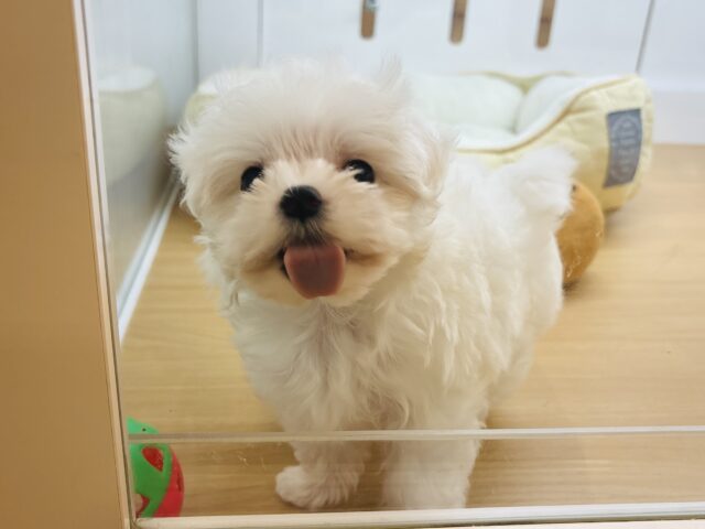 マルチーズ
