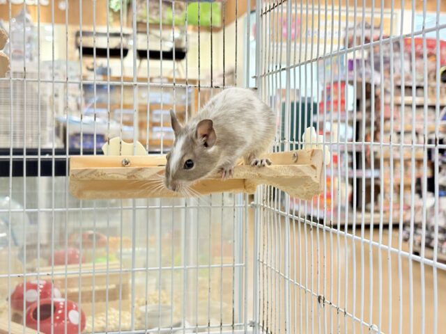 デグー