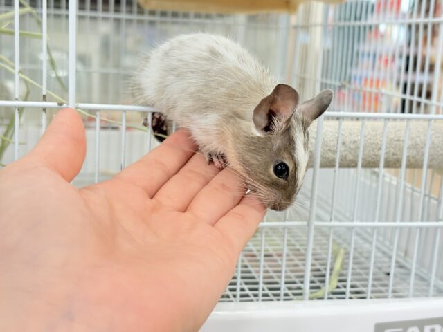 デグー