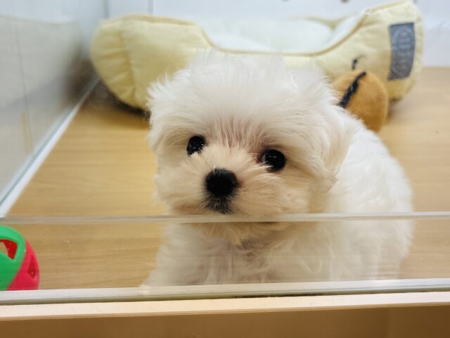 マルチーズ