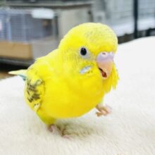 【最新画像】ぱやぱや元気‼️セキセイインコ(ハルクイン)ヒナ