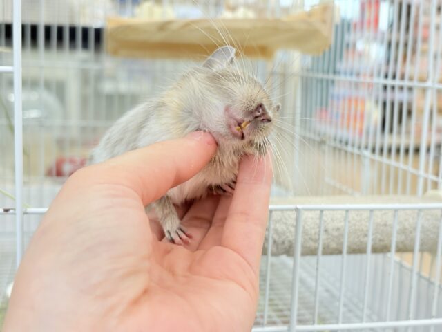 デグー