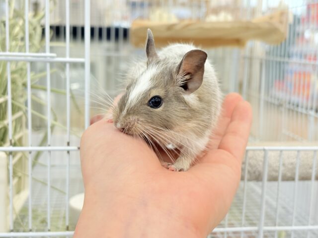 デグー