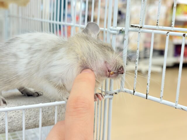 デグー