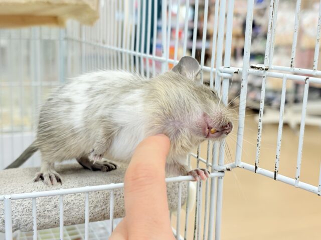 デグー