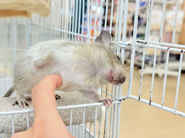 デグー